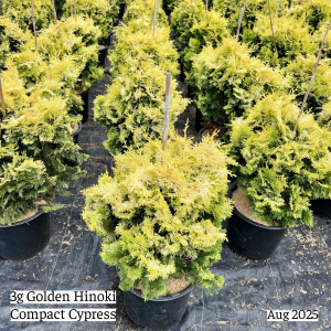 August 2025 3g Golden Hinoki Compact Cypress Group Website